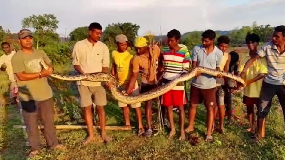 Assam: 18-feet-long Burmese rock python rescued in Samaguri - Assam: 18 ...