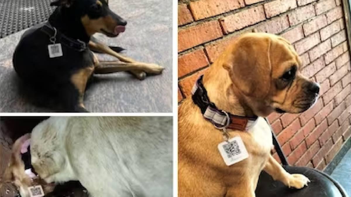 20 stray dogs outside Mumbai airport given ‘Aadhaar Cards’ with QR
