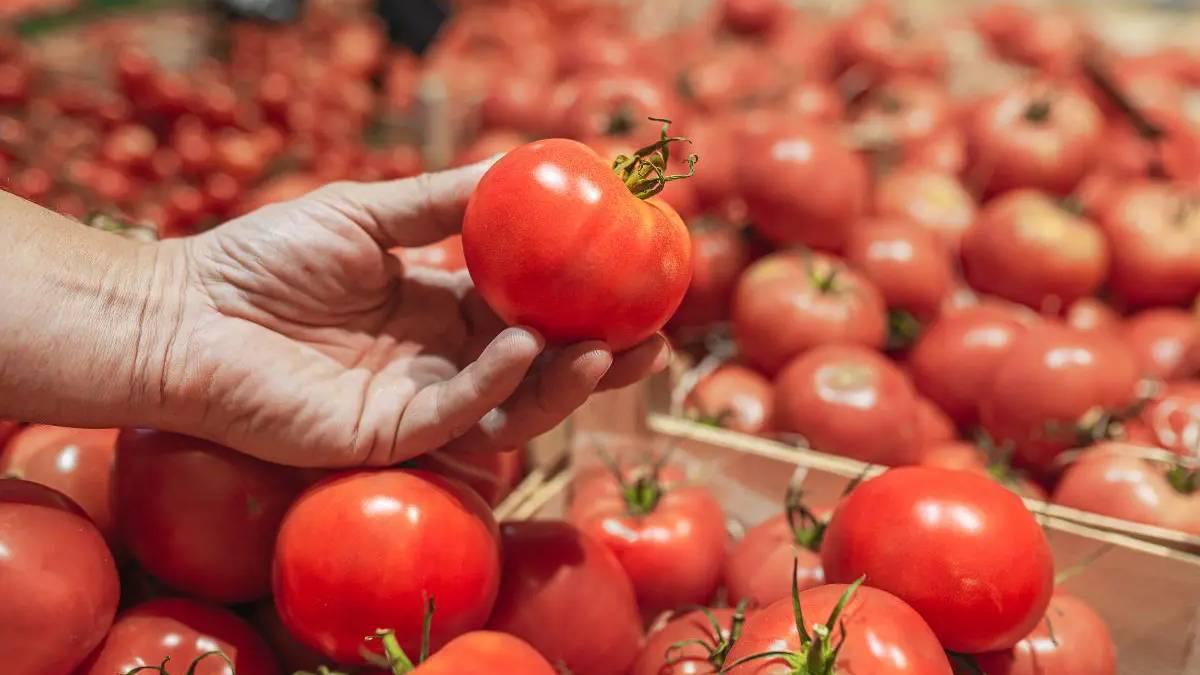 Centre reduces tomato prices, to be sold at Rs 50 per kg from August 15 - Centre reduces tomato prices, to be sold at Rs 50 per kg from August 15 -