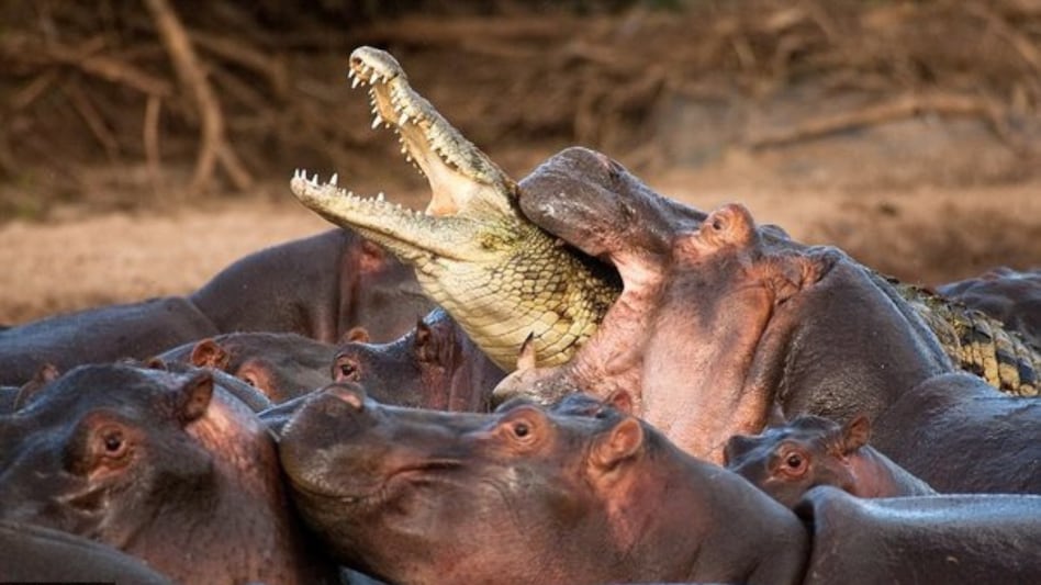 What Animal Can Kill a Crocodile