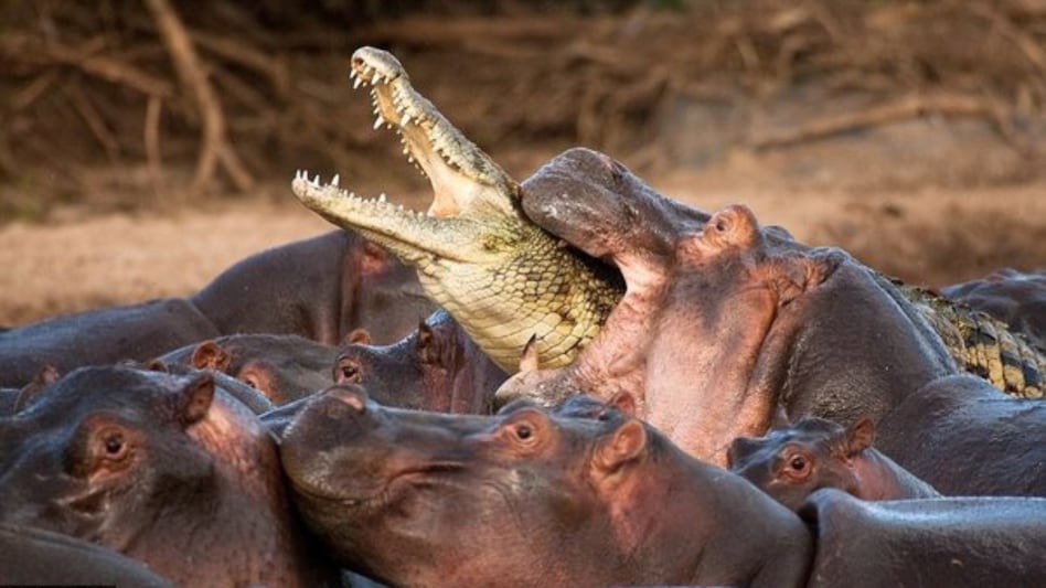 Animals That Can Kill Crocodiles Mercilessly