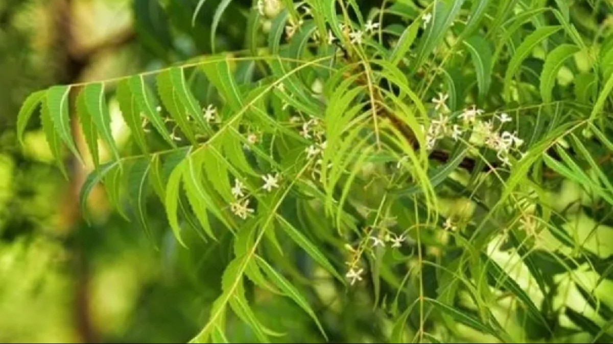 The wonder health benefits of Neem tree The wonder health benefits of