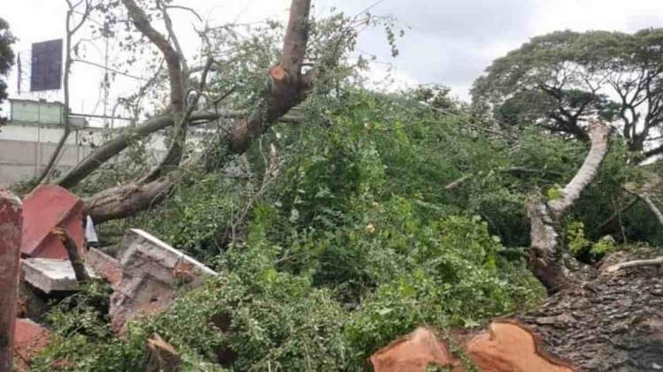 Assam: Massive deforestation for beautification in Golaghat; ruling party MLAs seeks action