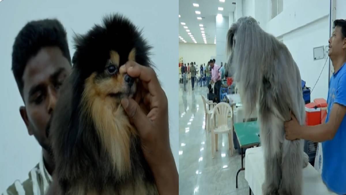 More than 300 dogs dazzle crowd at Madurai dog show National