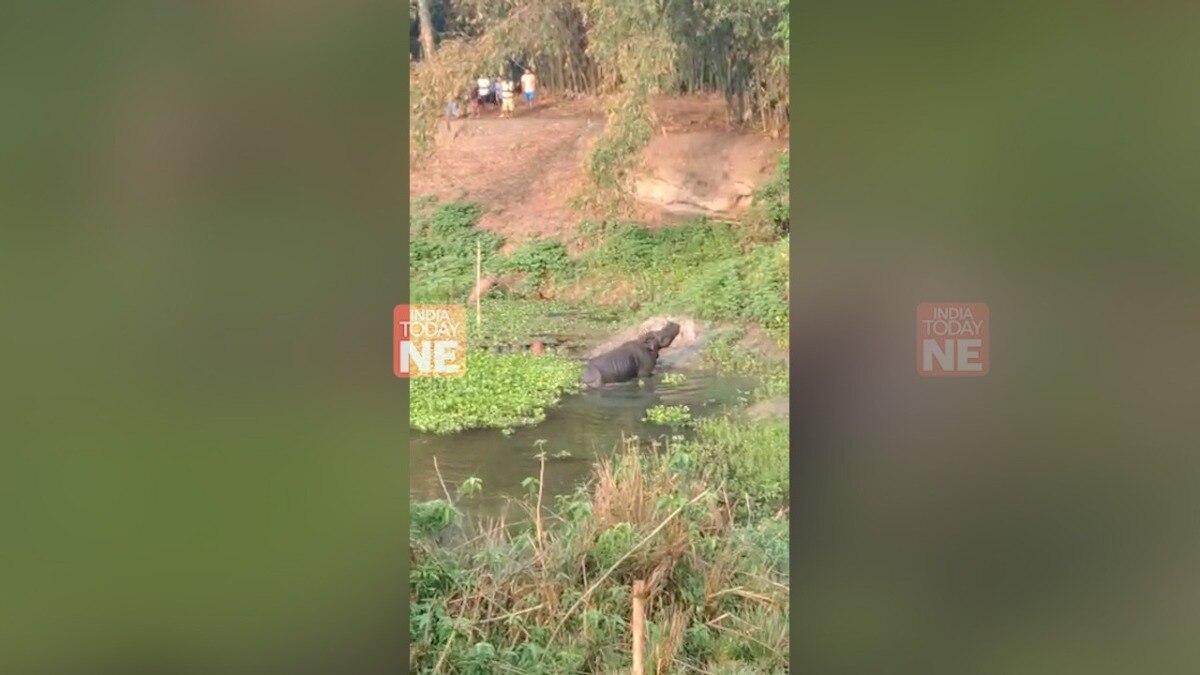 Watch: Wild rhino strays into residential area in Assam's Majuli