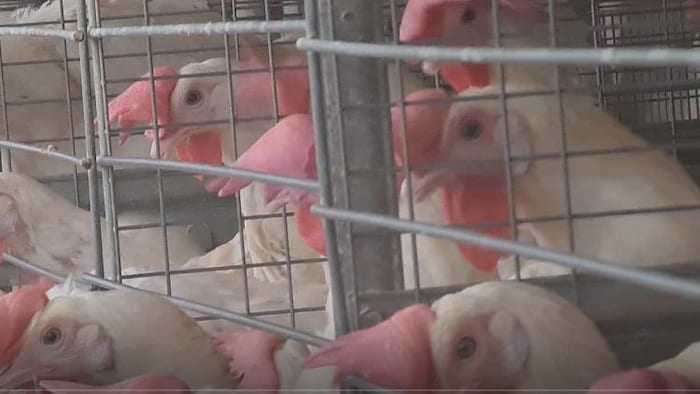 एक पोल्ट्री फार्म के दड़बे में बंद अंडा देने वालीं लेयर बर्ड.