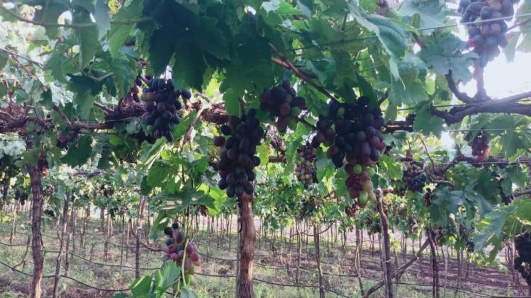 Grapes Farming: महाराष्ट्र में अंगूर के बागों पर बढ़ा कीटों का अटैक, उत्पादन में आई गिरावट...क्या बढ़ेगा दाम? 