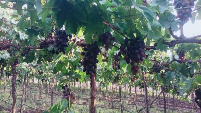 काले अंगूर के उत्पादन में आई गिरावट