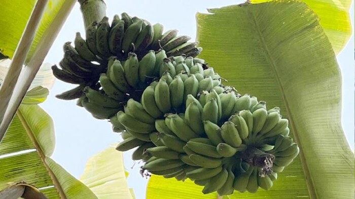 हाजीपुर का चिनिया केला : फोटो किसान तक