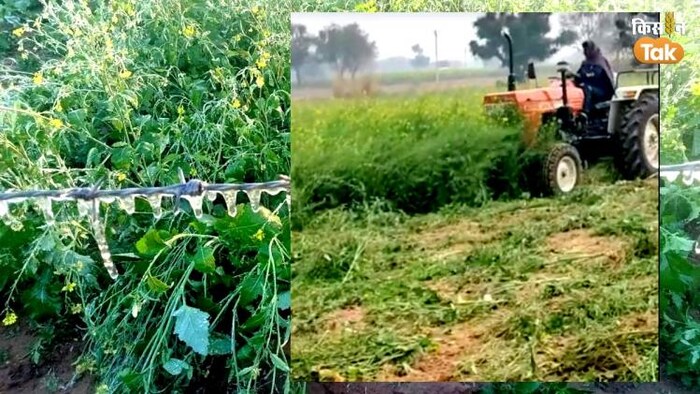 राजस्थान में पाले से खराब हुई फसल को किसान ने ट्रैक्टर से रौंदा. (Photo-Pawan)