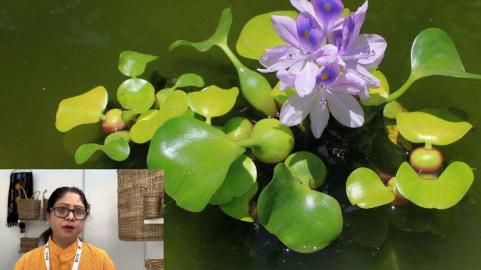 Water Hyacinth: जलकुंभी को महिला ने बनाया आमदनी का जरिया, जानें कहानी  Water Hyacinth: जलकुंभी को महिला ने बनाया आमदनी का जरिया, जानें कहानी