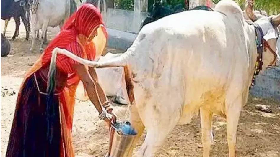 Gaumutra: मूंग की खेती में गोमूत्र ने किया कमाल, किसान को मिला खूब फायदा मिट्टी की सेहत भी हुई शानदार Gaumutra: मूंग की खेती में गोमूत्र ने किया कमाल, किसान को मिला खूब फायदा मिट्टी की सेहत भी हुई शानदार