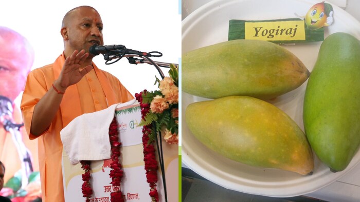 400 पेड़ योगीराज आम के बनकर तैयार होने वाले हैं.