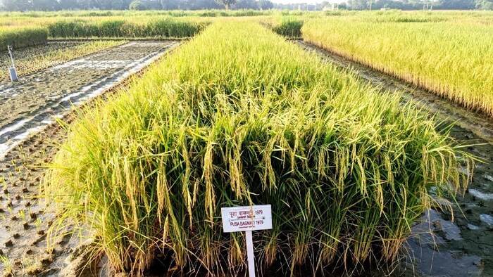 बासमती धान की खेती करने वालों की मदद करेंगे कृषि वैज्ञानिक (Photo-IARI).