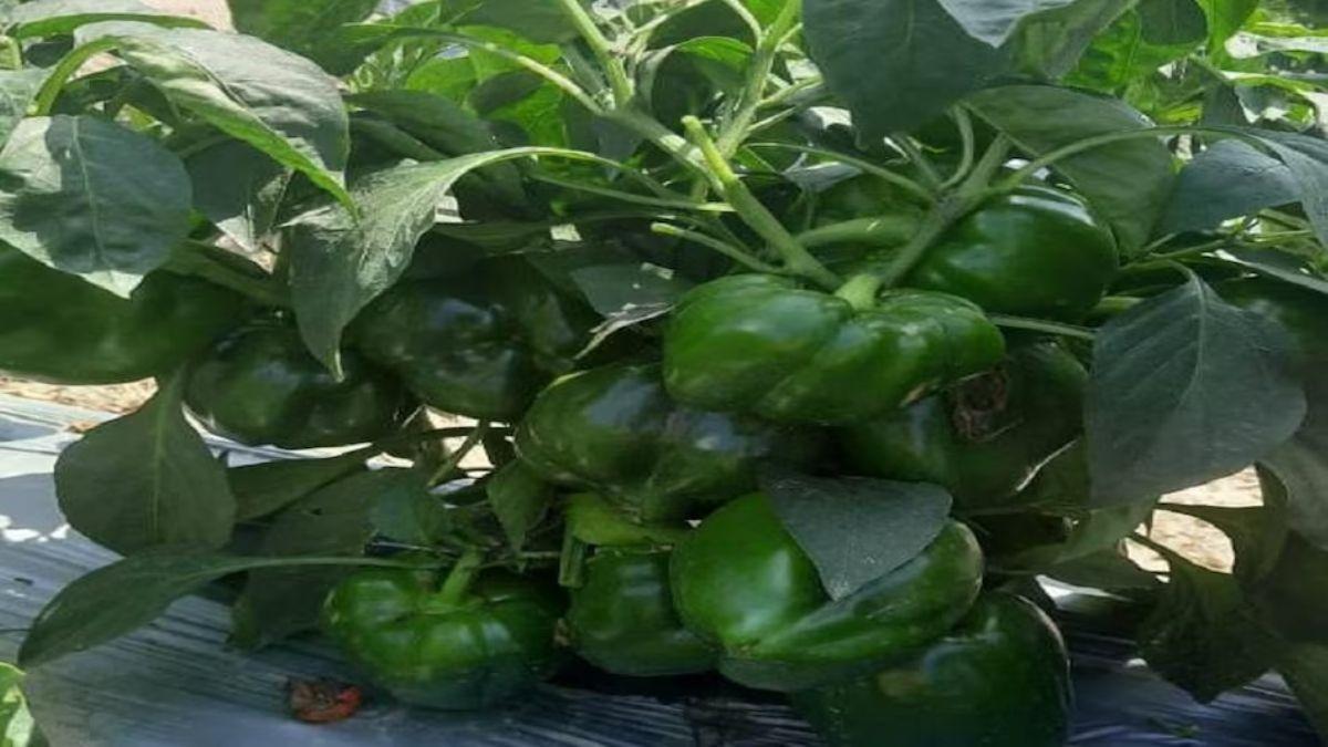 जल्दी होना है मालामाल तो करें शिमला मिर्च की खेती, 1 एकड़ में होगी 4 लाख की इनकम जल्दी होना है मालामाल तो करें शिमला मिर्च की खेती, 1 एकड़ में होगी 4 लाख की इनकम