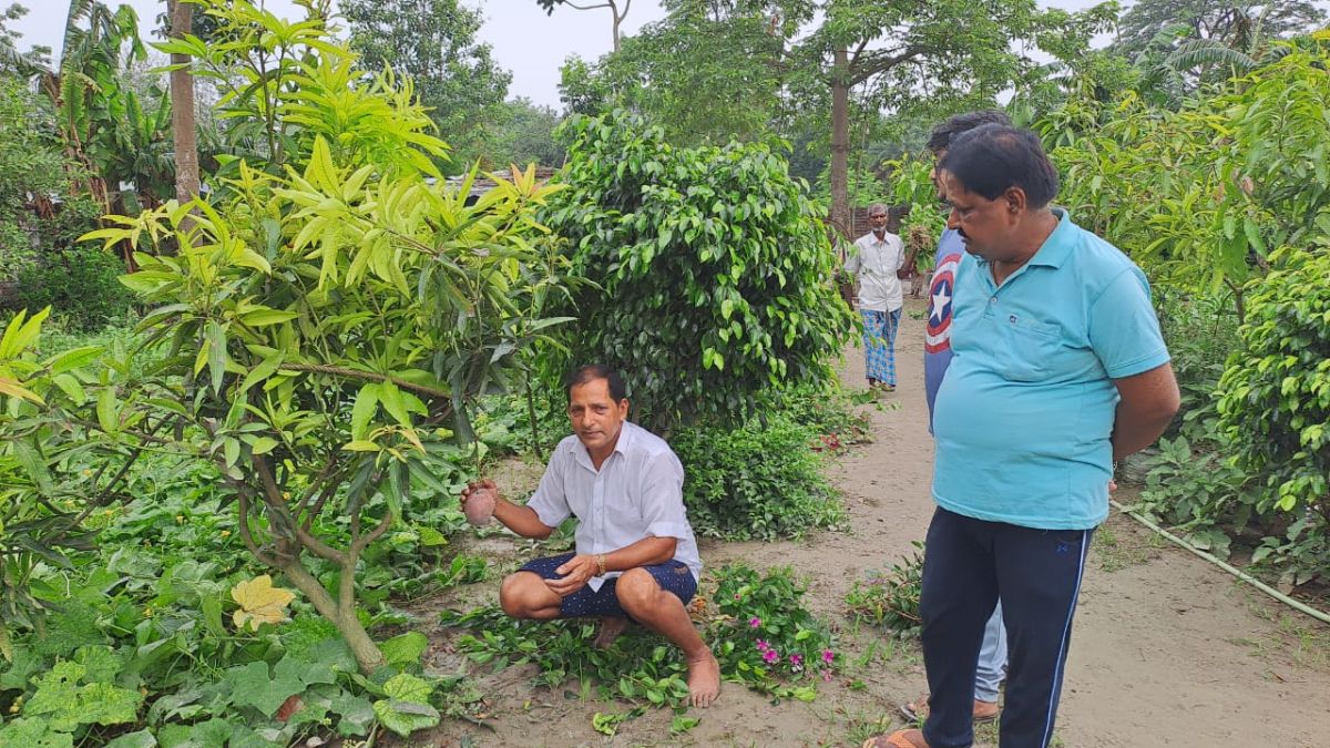 मुजफ्फरपुर में पहली बार उगा रेड रॉयल मैंगो