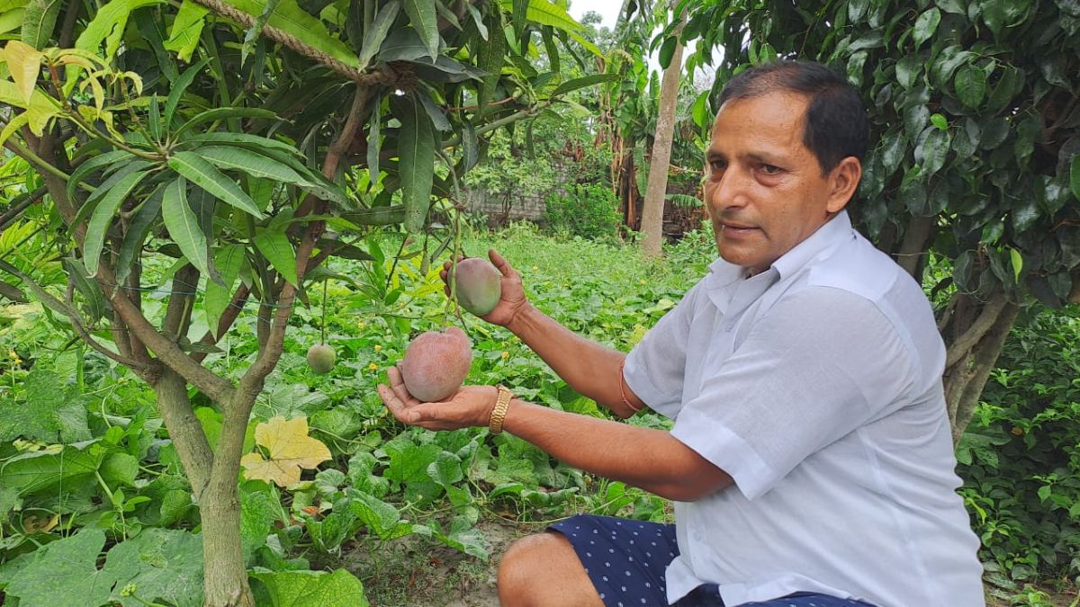 मुजफ्फरपुर में पहली बार उगा रेड रॉयल मैंगो