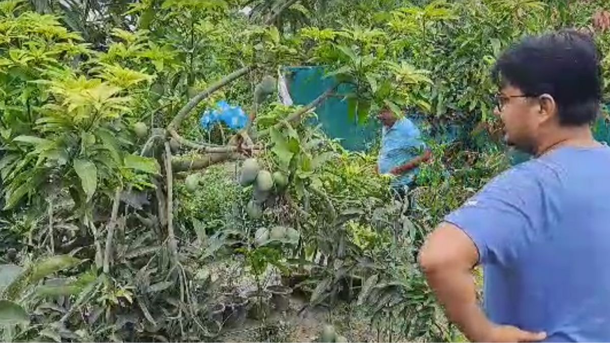 मुजफ्फरपुर में पहली बार उगा रेड रॉयल मैंगो