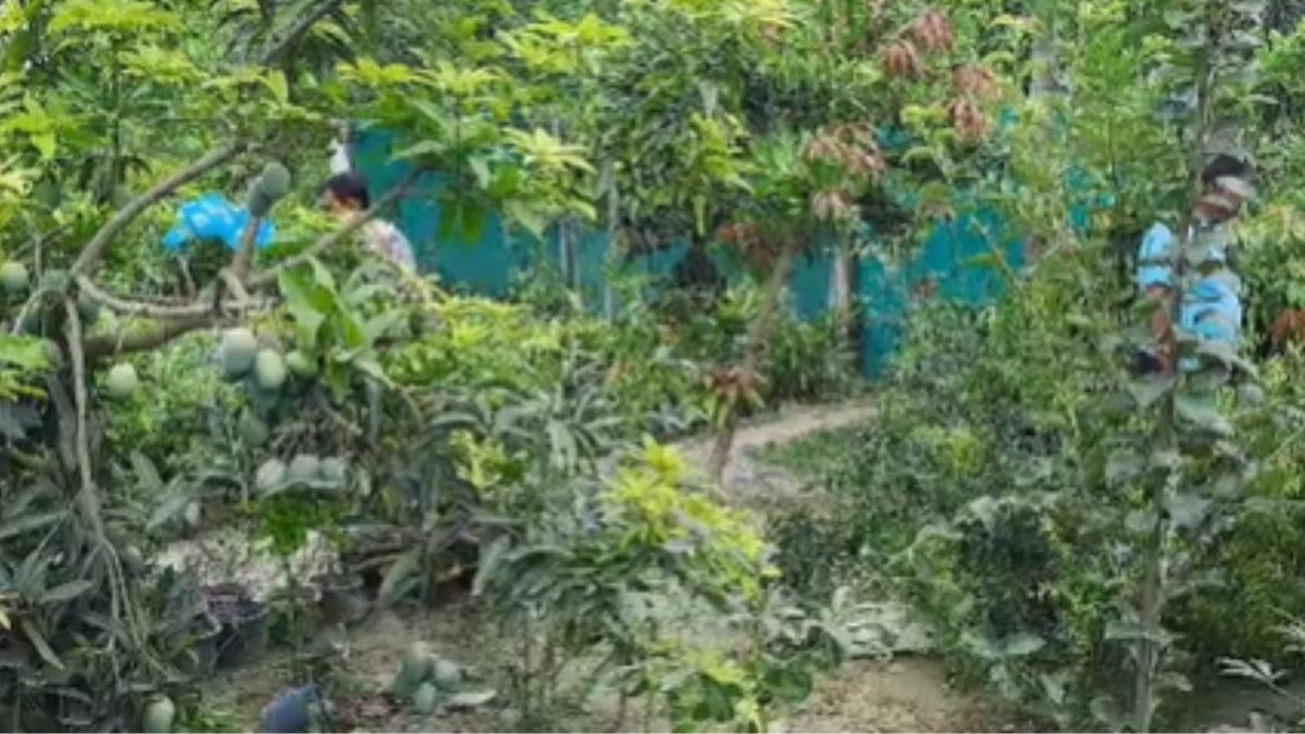 मुजफ्फरपुर में पहली बार उगा रेड रॉयल मैंगो