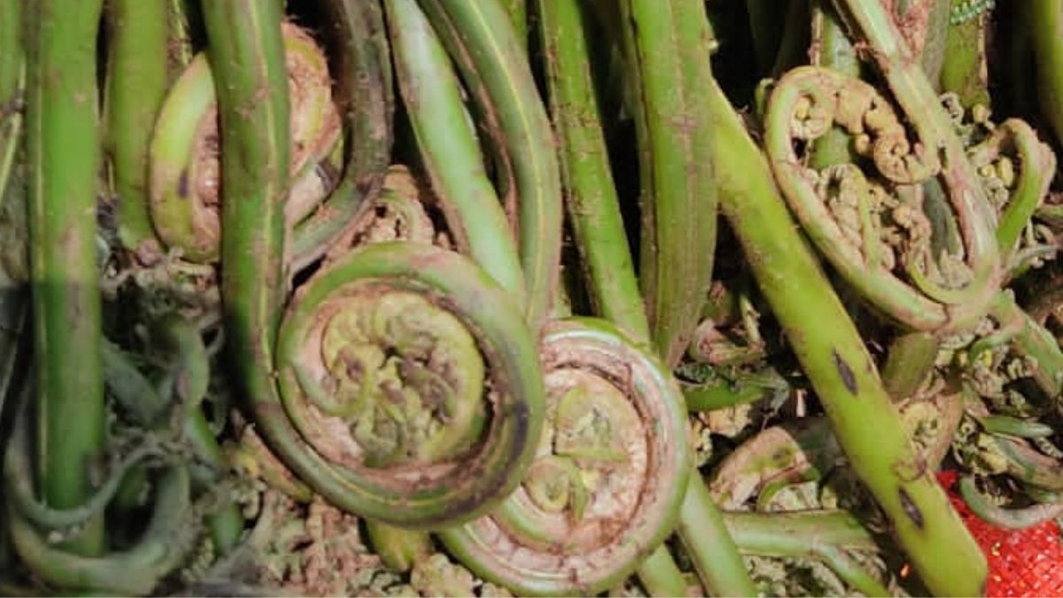 लिंगुड़ा की सब्जी