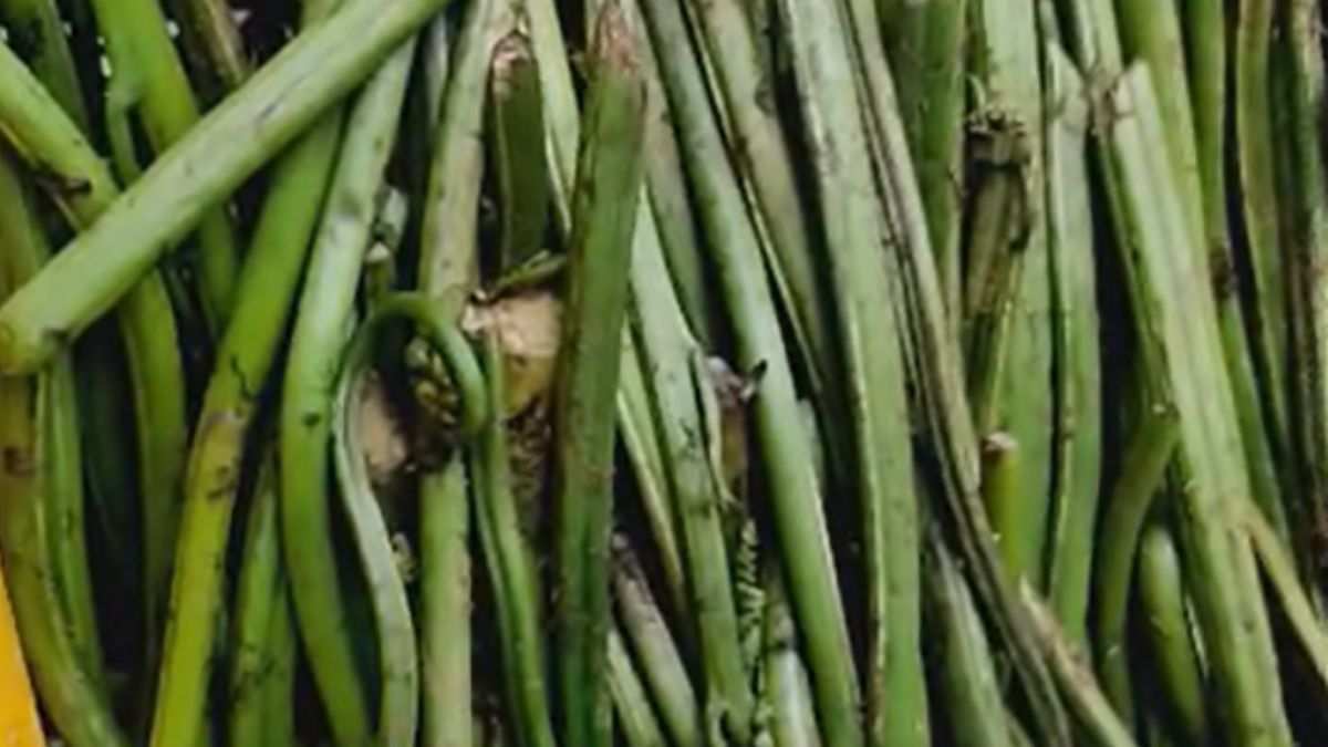 लिंगुड़ा के है अनेक नाम