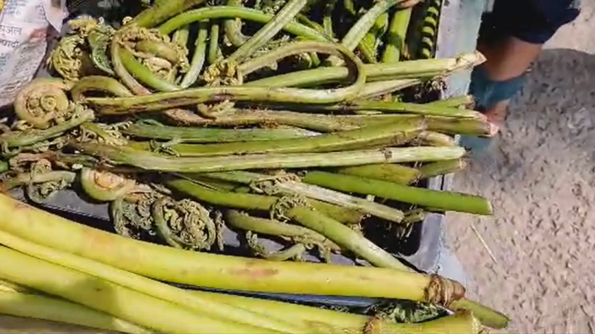 बेहद सस्ती सब्जी है लिंगुड़ा