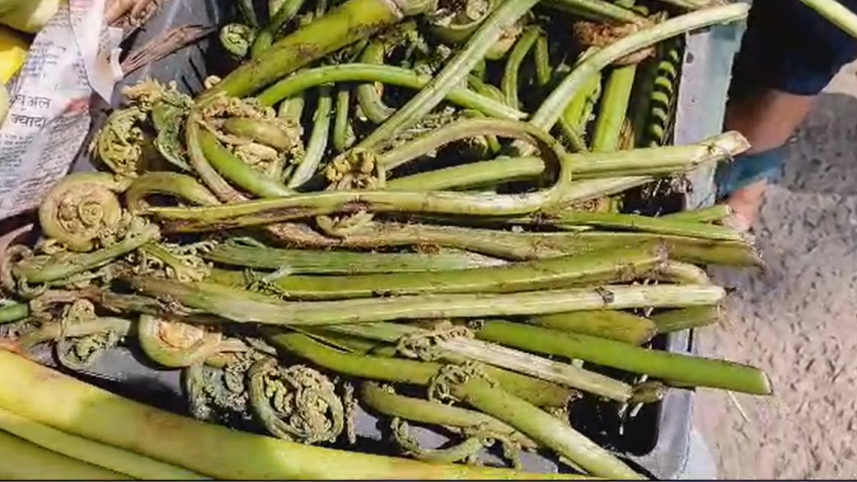 उत्तराखंड में होती है लिंगुड़ी की सब्जी