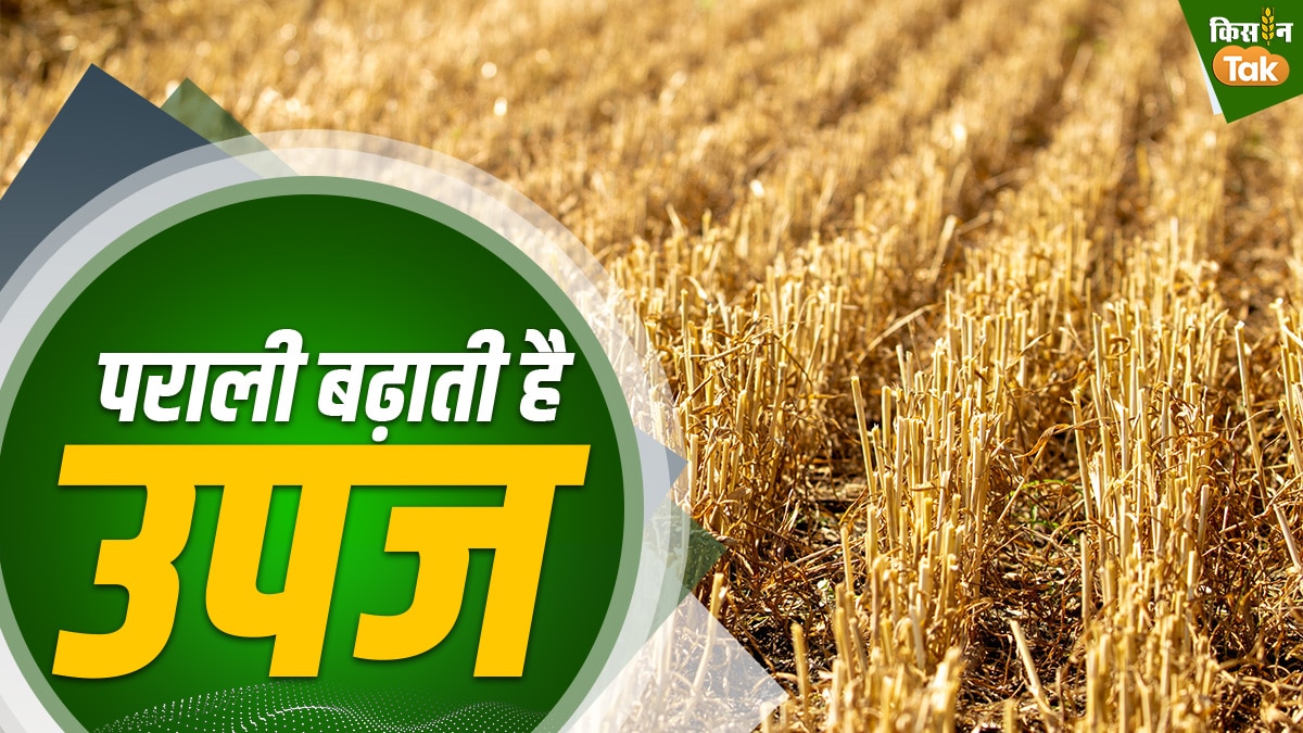 उपज बढ़ाती है पराली