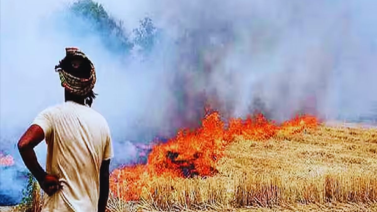 parali burning