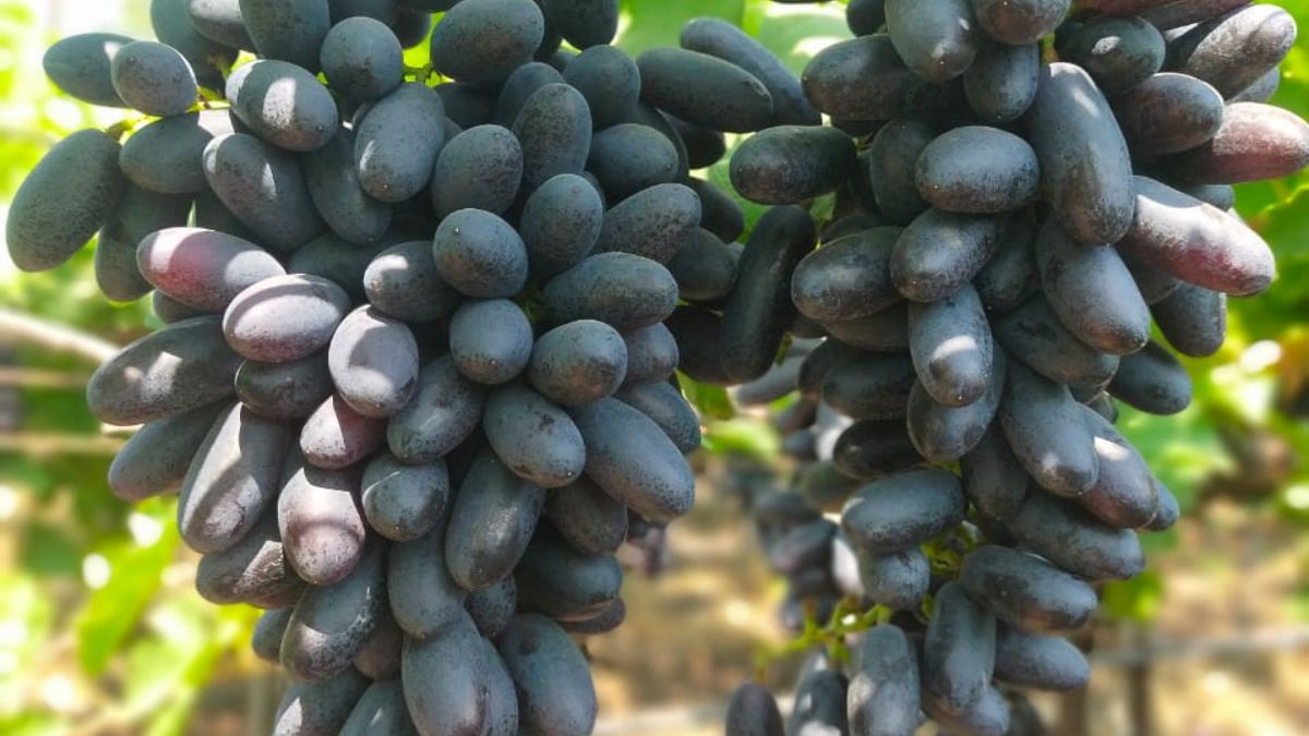 अरका कृष्णा किस्म