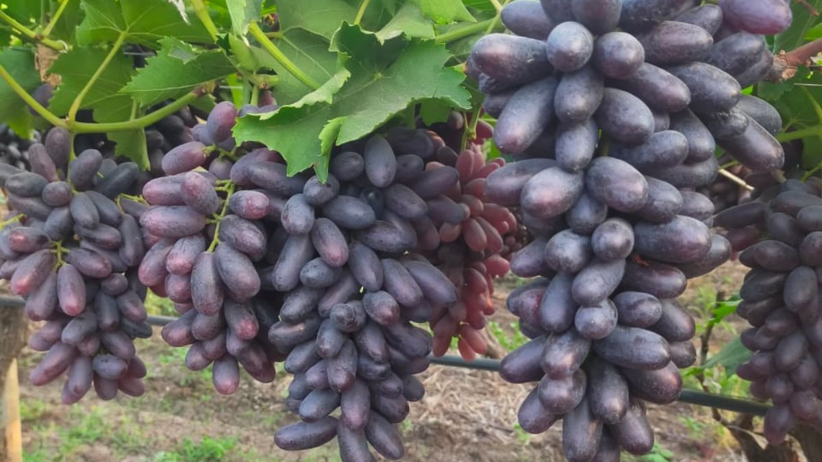 काली शाहबी किस्म