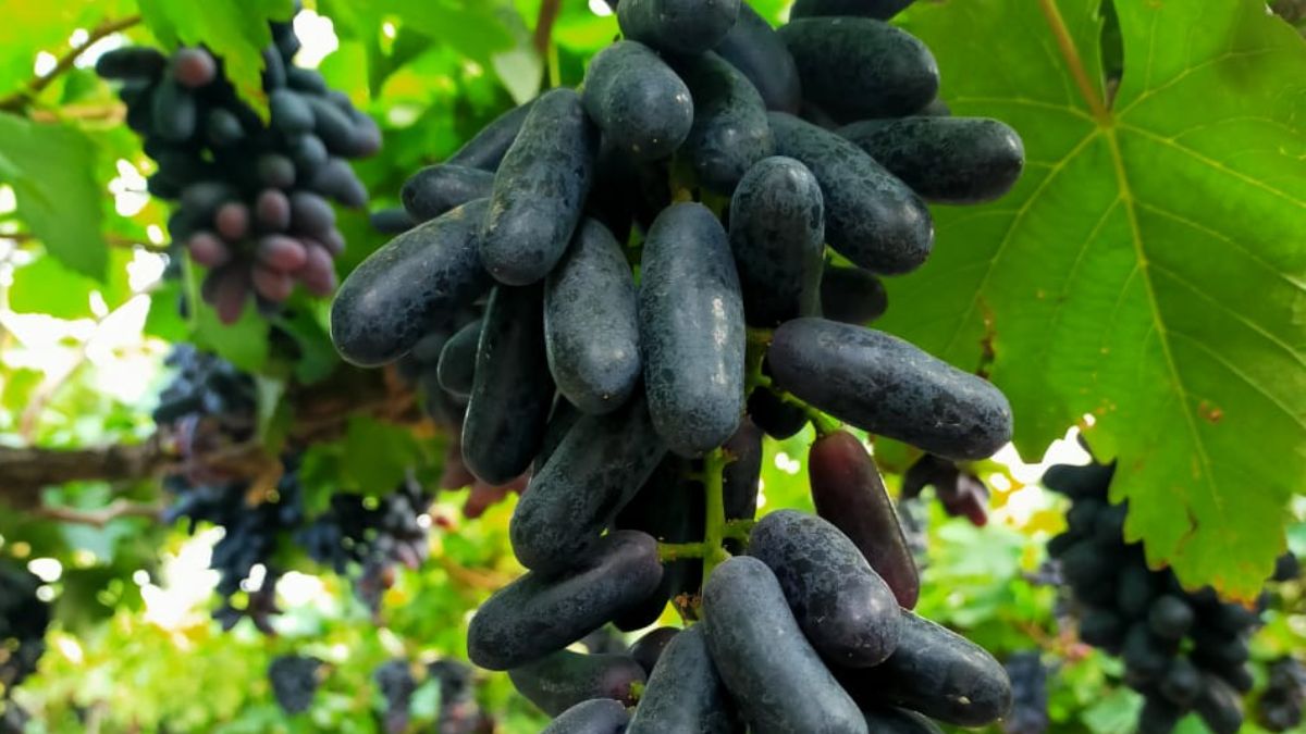 ब्युटी सीडलेस किसम