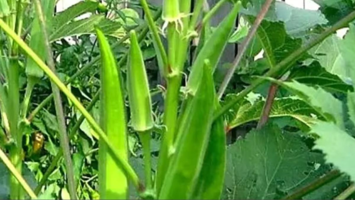भिंडी की बुवाई