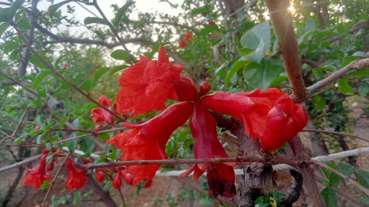 अनार की खेती