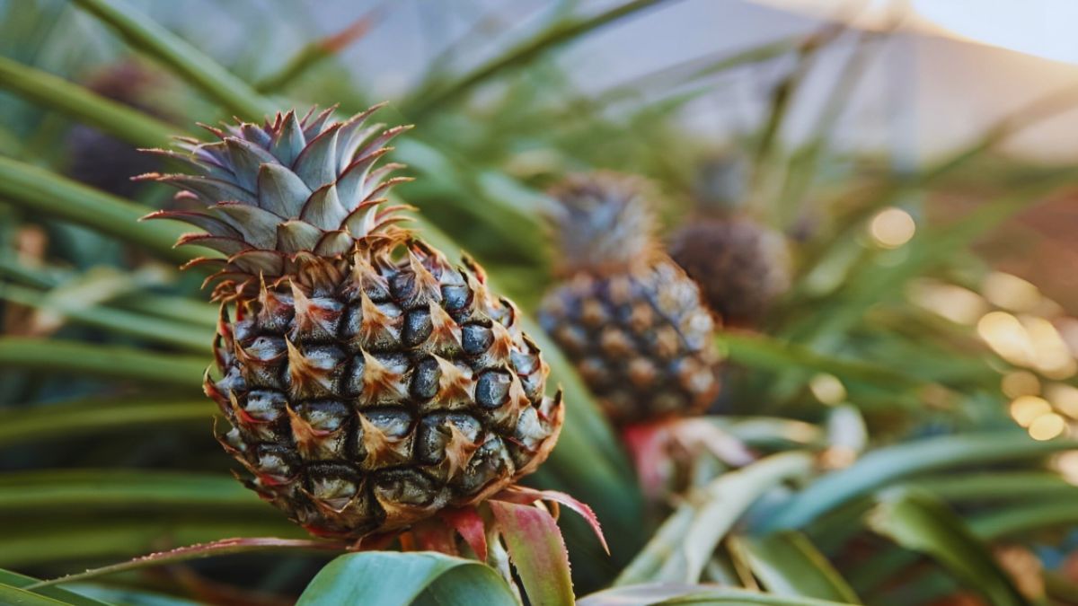 Pineapple farming