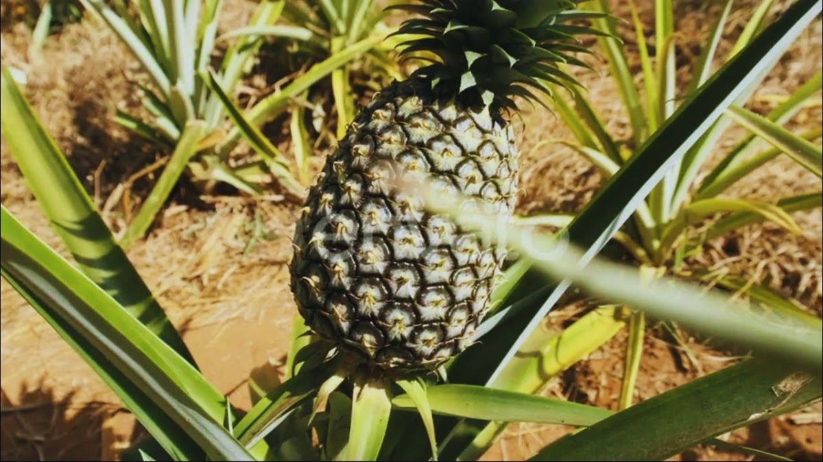 pineapple ki kheti
