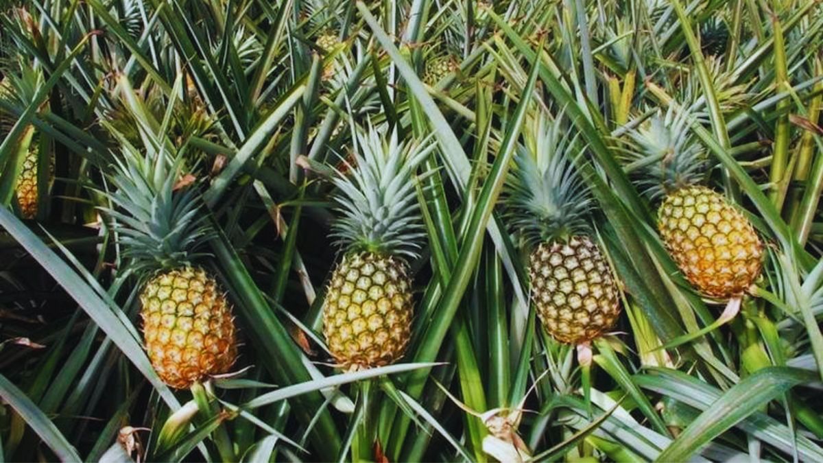 pineapple pic