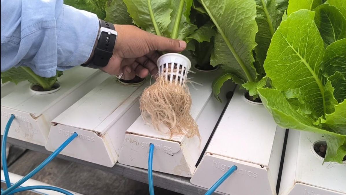 hydroponic technique