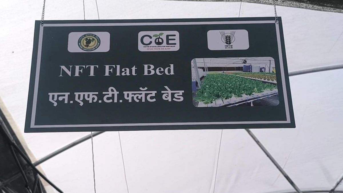 hydroponic technique photo