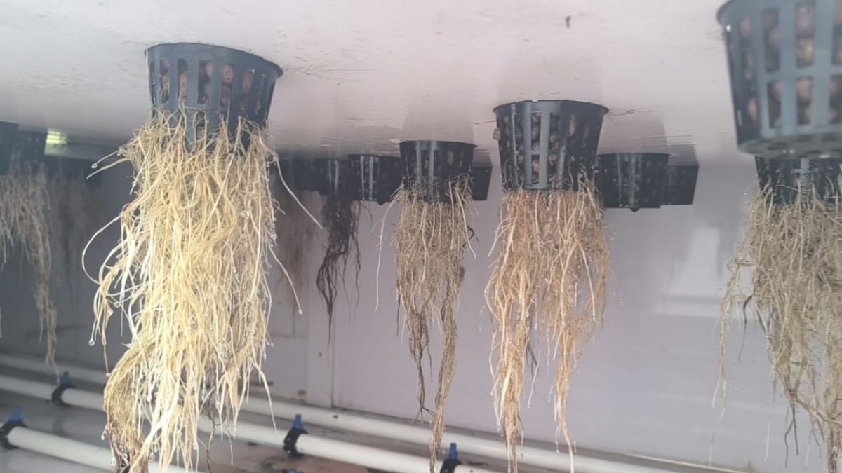 hydroponic technique tips