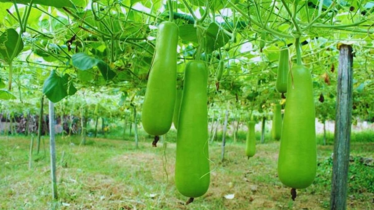 Bottle Gourd