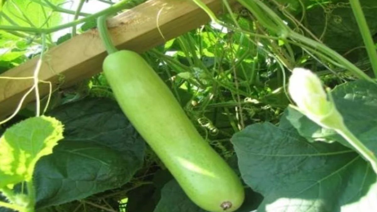 Grow Bottle Gourd at Home