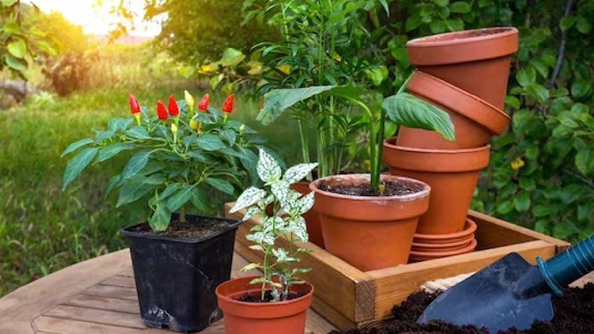 Bottle Gourd Planting