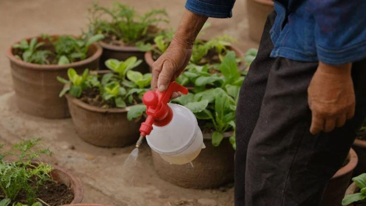 Bottle Gourd Plant Care