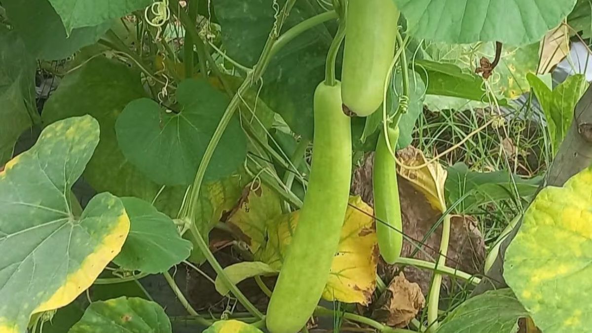Bottle Gourd Production