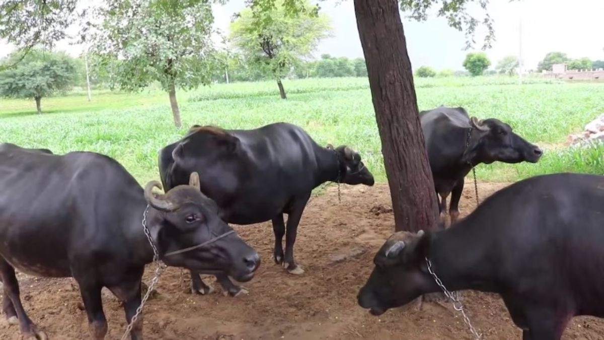 गर्भवती भैंस का कैसे रखें खयाल