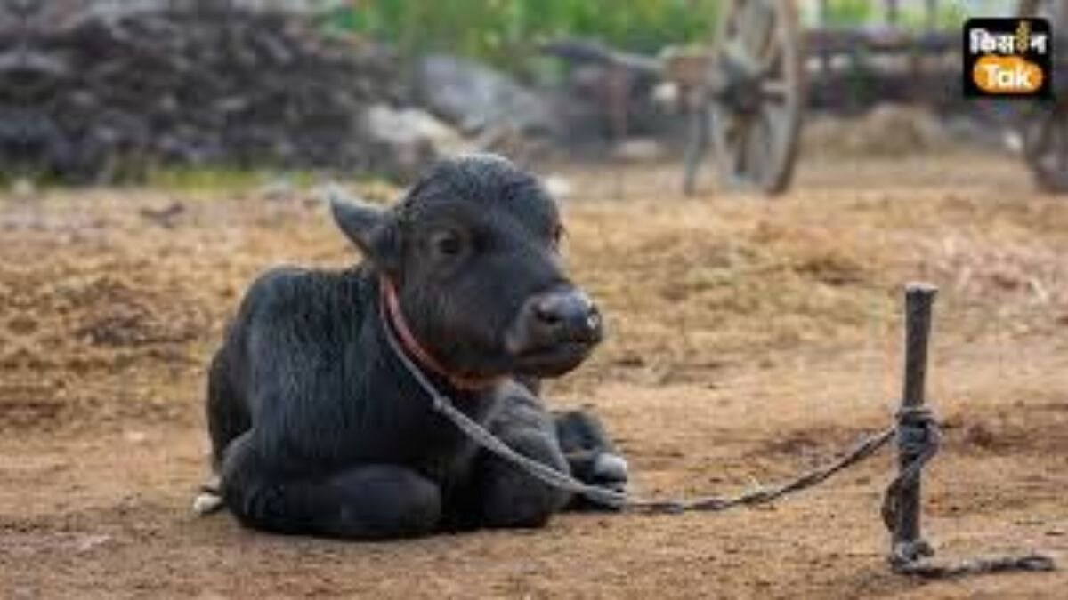 गाय-भैंस के बछड़े नहीं होंगे बीमार