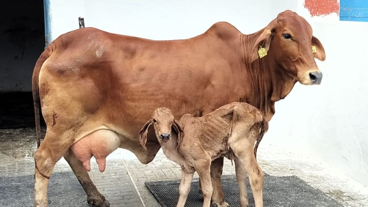 गाय को भी बनाया जा सकेगा सरोगेट मदर