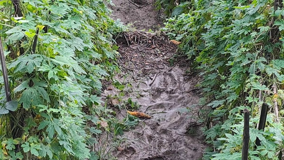 किसानों को 20 करोड़ का नुकसान