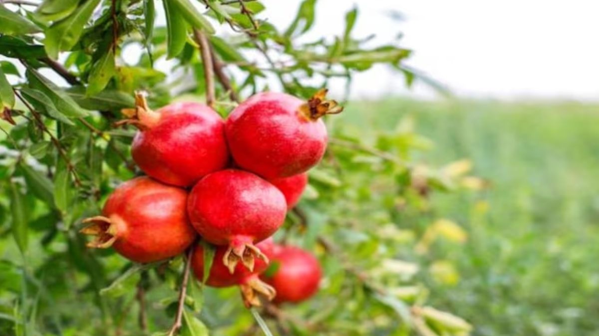 Pomegranate Planting at Home